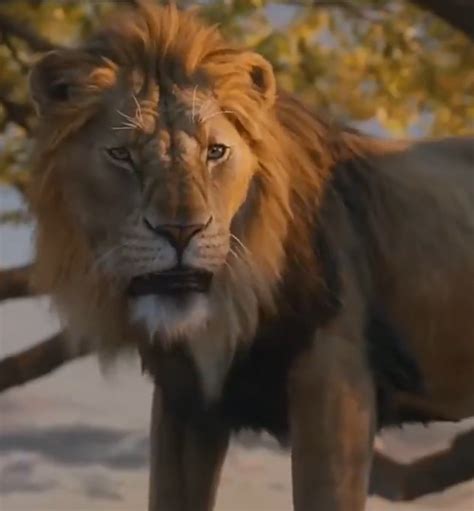 lion king tv tropes|The Lion King Wiki .